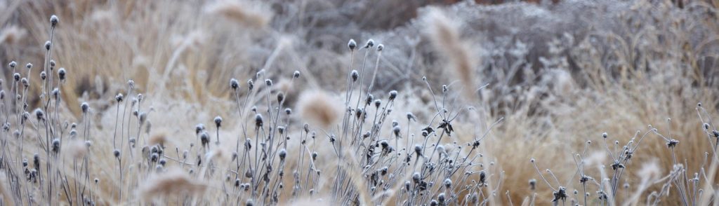 Plants Winter