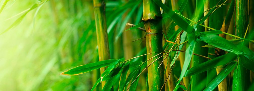 Healing Garden, Healing Plants, Bamboo