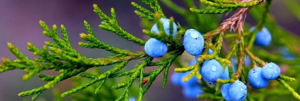 Incredible Juniper Berries: Identification, Uses & Benefits - The